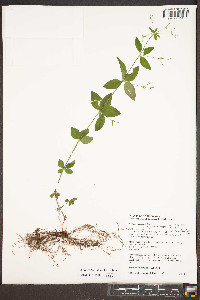 Galium circaezans var. hypomalacum image