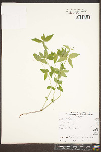 Galium lanceolatum image