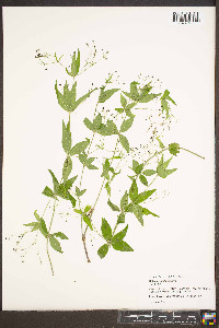 Galium latifolium image