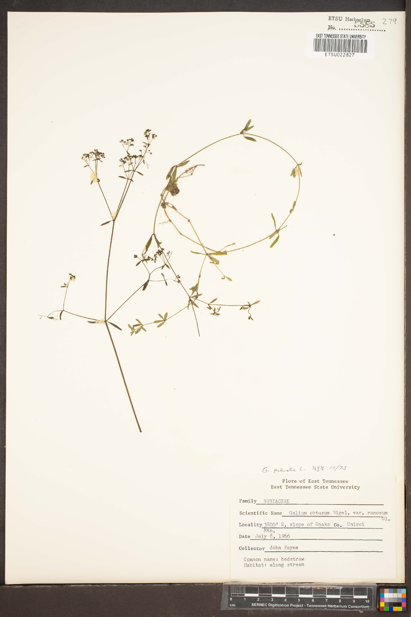 Galium obtusum var. ramosum image