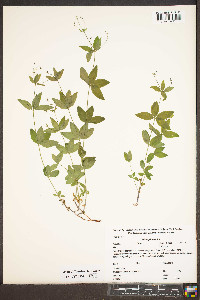 Galium pilosum image