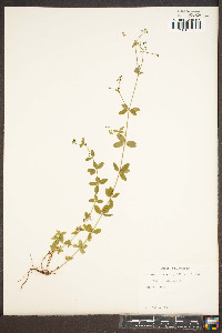 Galium pilosum image