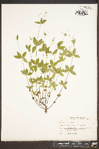 Galium pilosum image