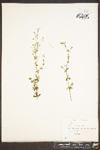 Galium pilosum image