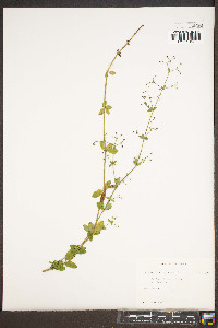 Galium pilosum image