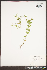 Galium pilosum image