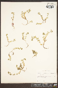 Sherardia arvensis image