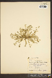 Sherardia arvensis image