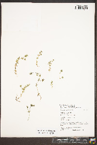 Sherardia arvensis image