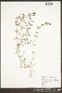 Galium tinctorium var. tinctorium image