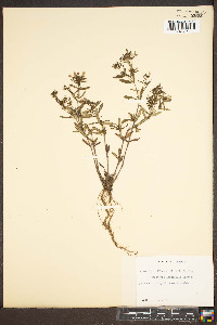 Houstonia longifolia image