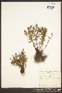 Houstonia longifolia image