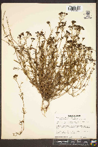 Stenaria nigricans image