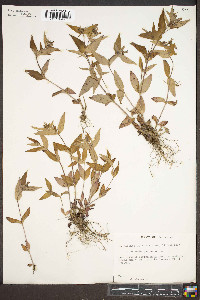 Houstonia purpurea image