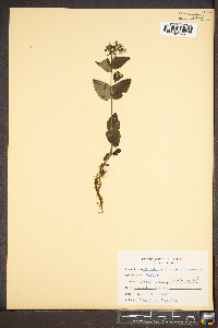 Houstonia purpurea image