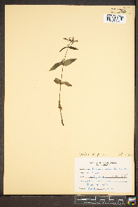 Houstonia purpurea image
