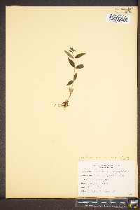 Houstonia purpurea image