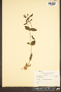 Houstonia purpurea image