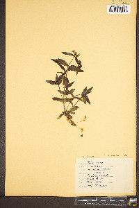 Houstonia purpurea image