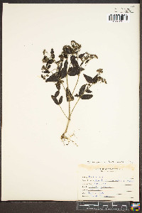 Houstonia purpurea image