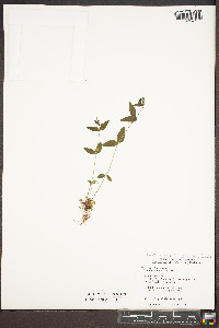 Houstonia purpurea image