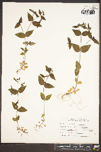 Houstonia purpurea image