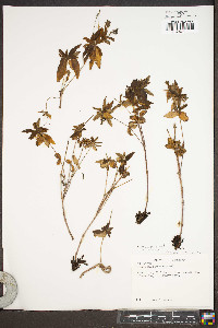 Houstonia purpurea var. purpurea image