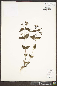Houstonia purpurea image