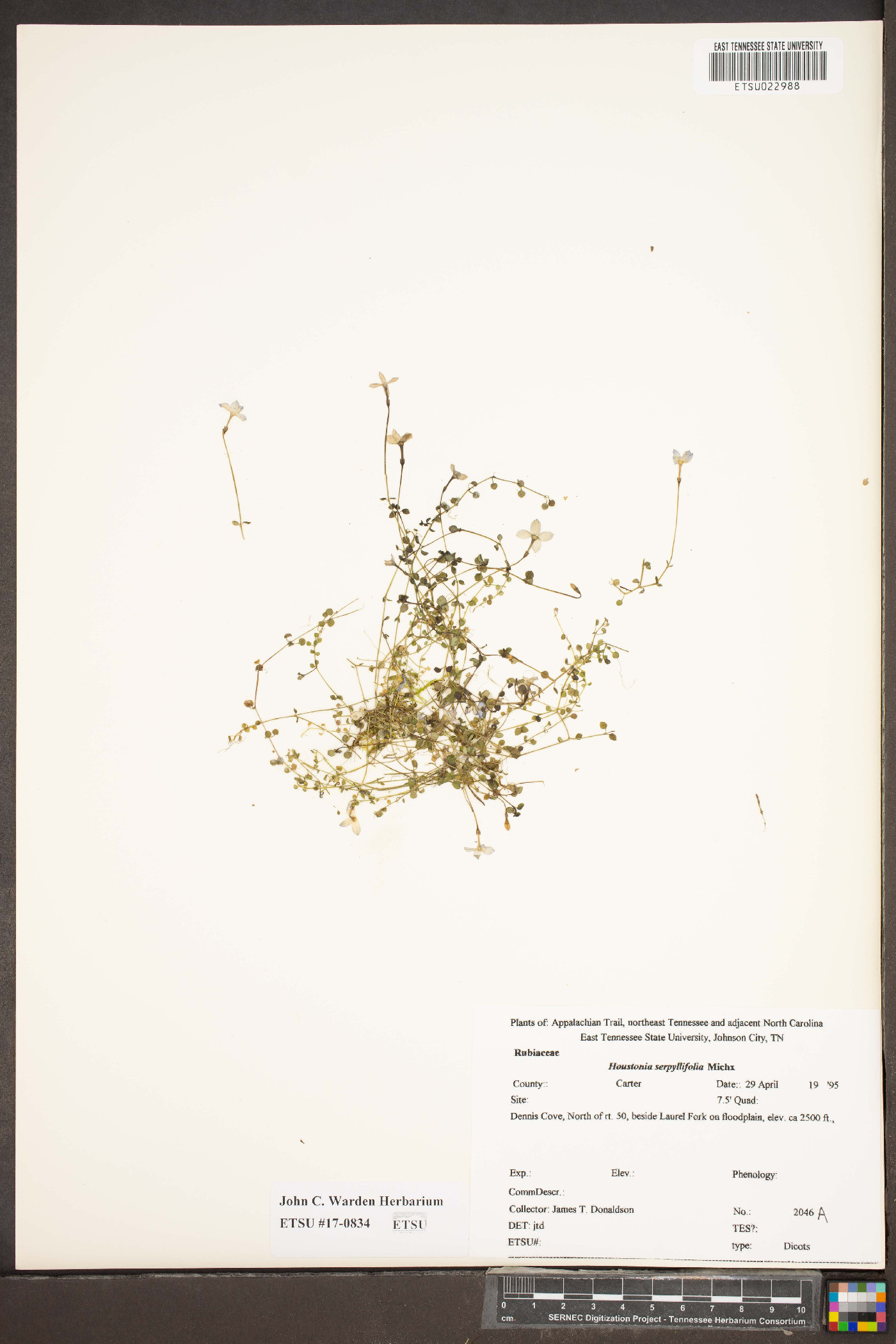 Houstonia serpyllifolia image