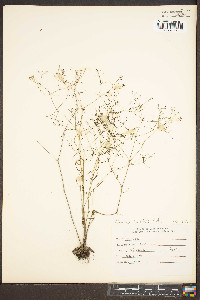 Houstonia tenuifolia image
