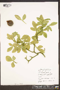 Poncirus trifoliata image