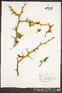 Poncirus trifoliata image