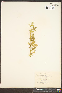 Poncirus trifoliata image