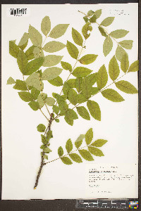 Zanthoxylum americanum image