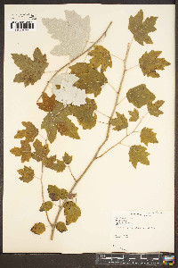 Populus alba image