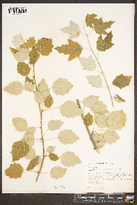 Populus alba image