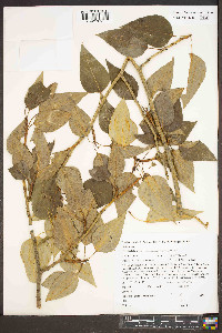 Populus trichocarpa image