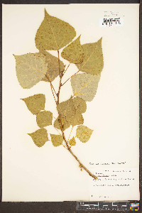 Populus canadensis image