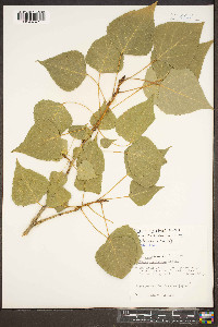 Populus canadensis image