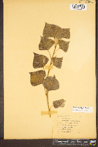 Populus canadensis image