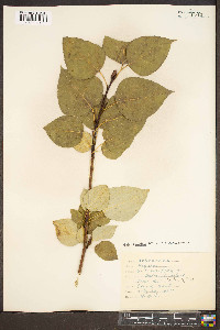 Populus candicans image