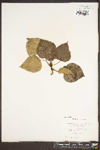 Populus candicans image