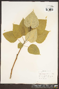 Populus candicans image