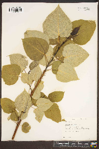 Populus candicans image