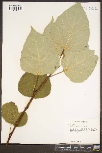 Populus candicans image