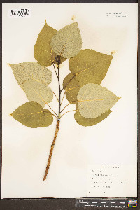 Populus candicans image