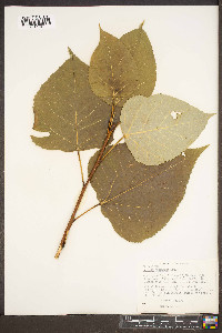 Populus candicans image