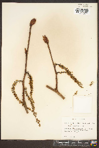 Populus candicans image