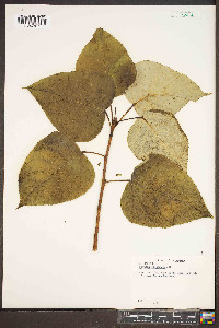 Populus candicans image