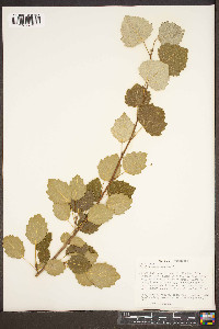 Populus × canescens image